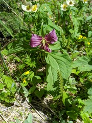 Trillium scouleri