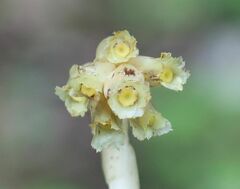 Monotropa hypopitys hypophegea