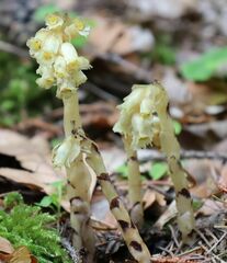 Monotropa hypopitys hypophegea