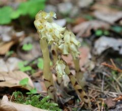 Monotropa hypopitys hypophegea