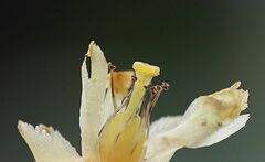 Monotropa hypopitys hypophegea