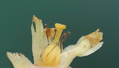 Monotropa hypopitys hypophegea