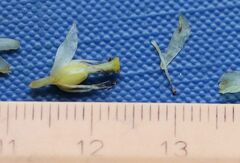 Monotropa hypopitys hypophegea