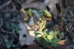 Pterostylis arbuscula