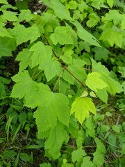 Acer glabrum douglasii