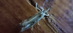 Catoptria verellus