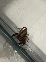 Euscorpius