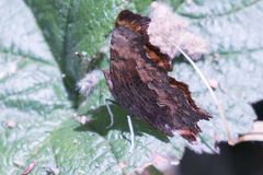 Polygonia oreas