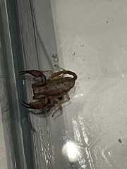 Euscorpius