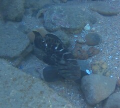 Epinephelus andersoni