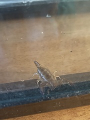 Euscorpius
