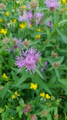 Centaurea oxylepis