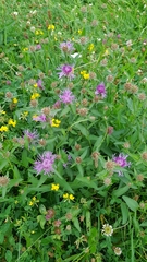 Centaurea oxylepis