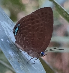 Arhopala epimuta