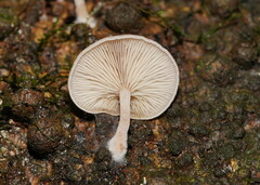 Clitocybe semiocculta