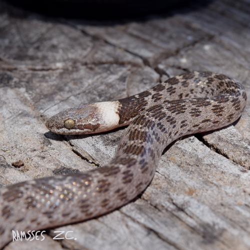 Sinaloan Nightsnake