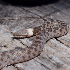 Night Snake photo 4