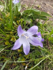 Campanula tridentata