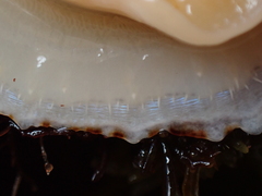 Patella ulyssiponensis