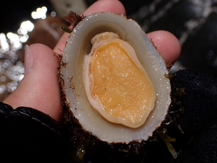 Patella ulyssiponensis