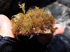 Patella ulyssiponensis