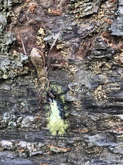 Epidaus sexspinus