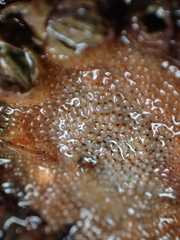 Schizoporella unicornis