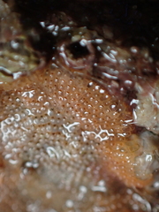 Schizoporella unicornis