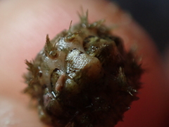 Acanthochitona crinita