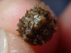 Acanthochitona crinita