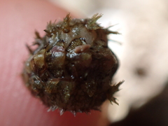 Acanthochitona crinita