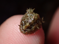 Acanthochitona crinita