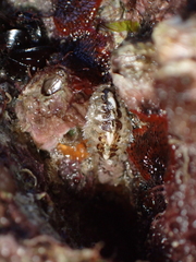 Acanthochitona crinita