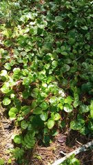 Pyrola asarifolia incarnata