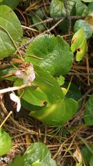 Pyrola asarifolia incarnata