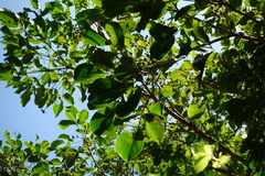 Bischofia polycarpa