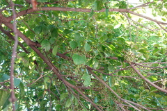 Bischofia polycarpa