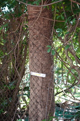Bischofia polycarpa