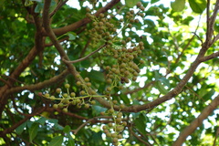 Bischofia polycarpa