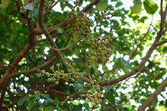 Bischofia polycarpa