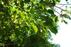 Bischofia polycarpa