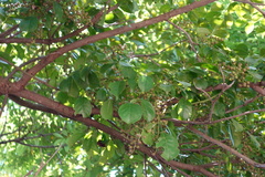 Bischofia polycarpa