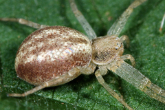 Philodromus albidus