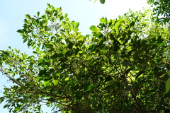 Bischofia polycarpa