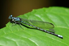 Argia frequentula