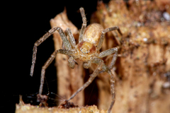 Philodromus albidus