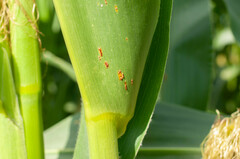 Puccinia sorghi