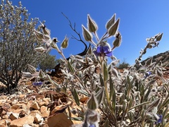 Trichodesma zeylanicum