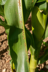Puccinia sorghi