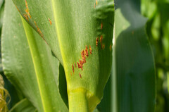 Puccinia sorghi